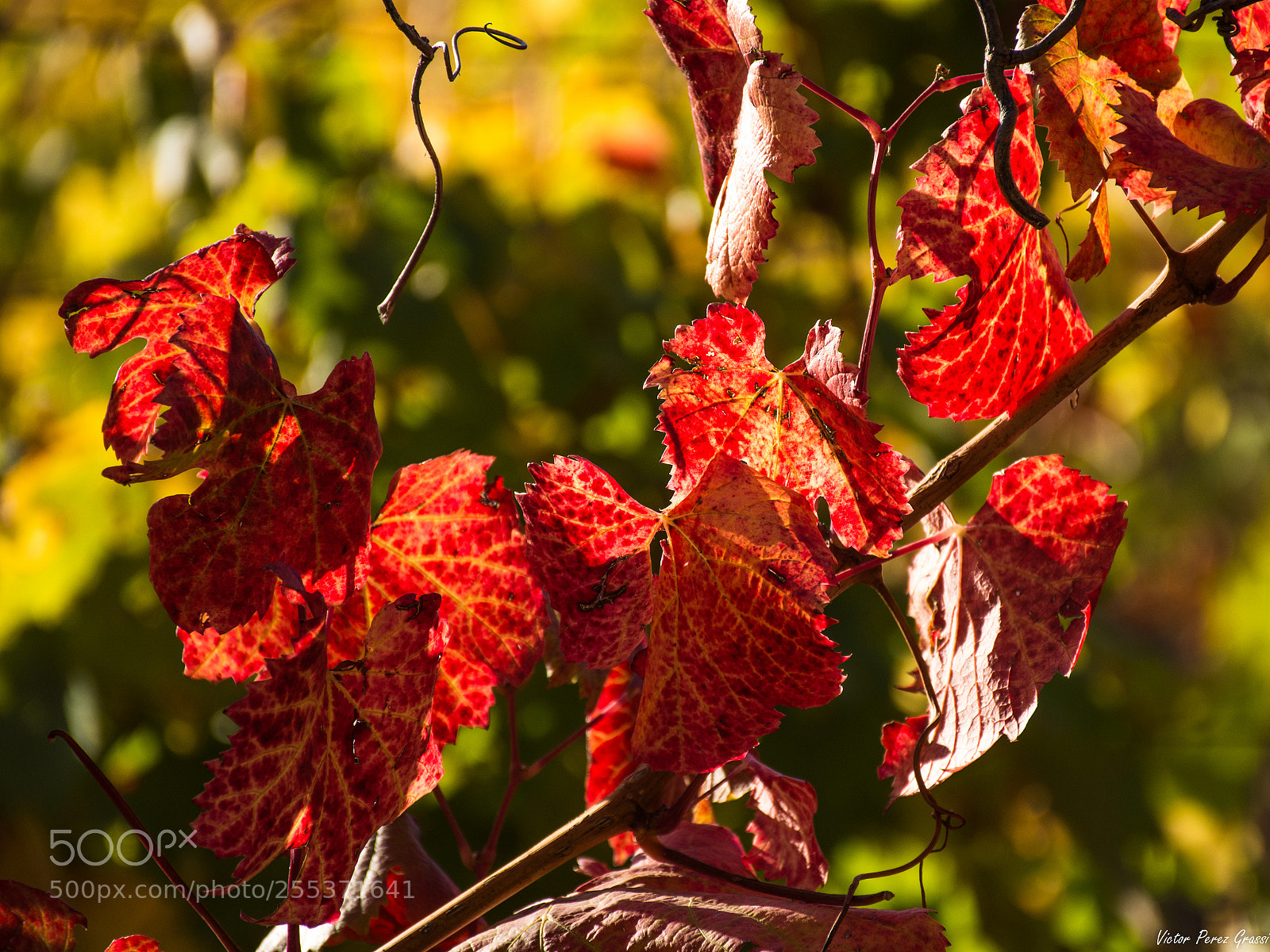 Nikon D7200 sample photo. Autumn in mendoza photography