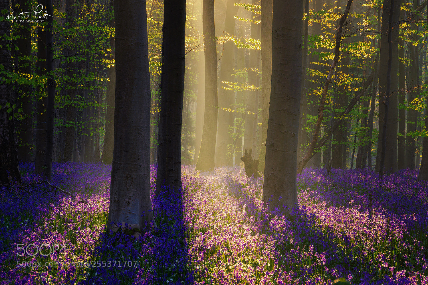 Sony a5100 sample photo. Haller forest again... photography