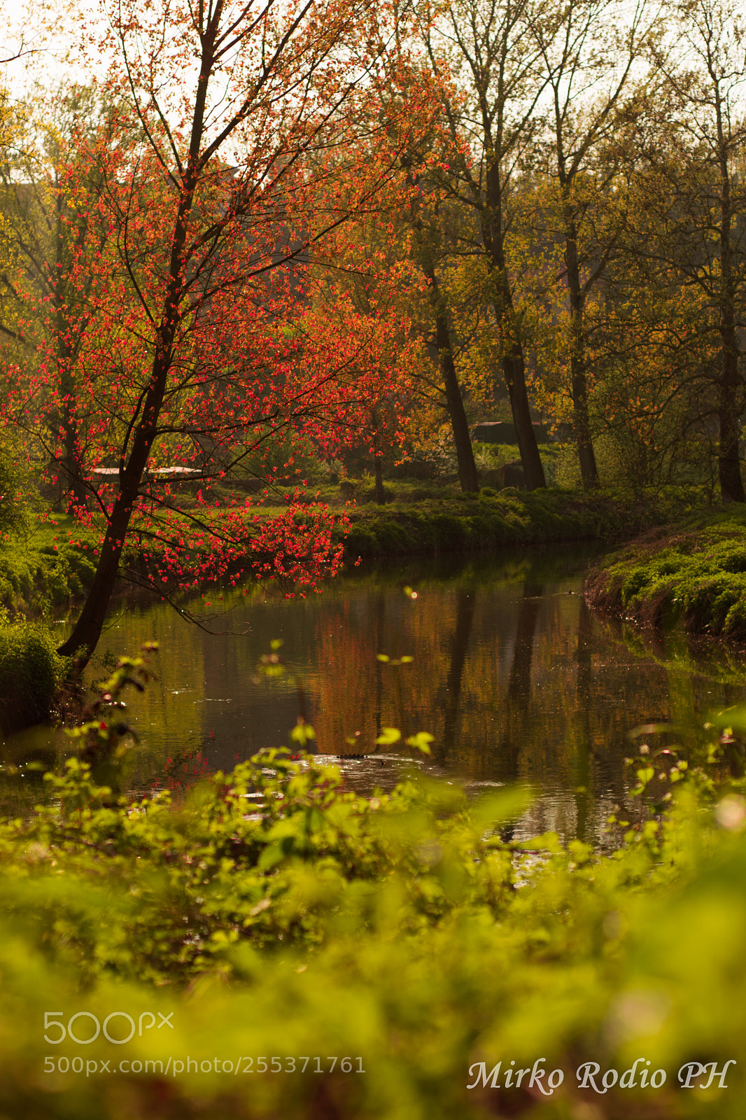 Nikon D5300 sample photo. Enchanted forest photography