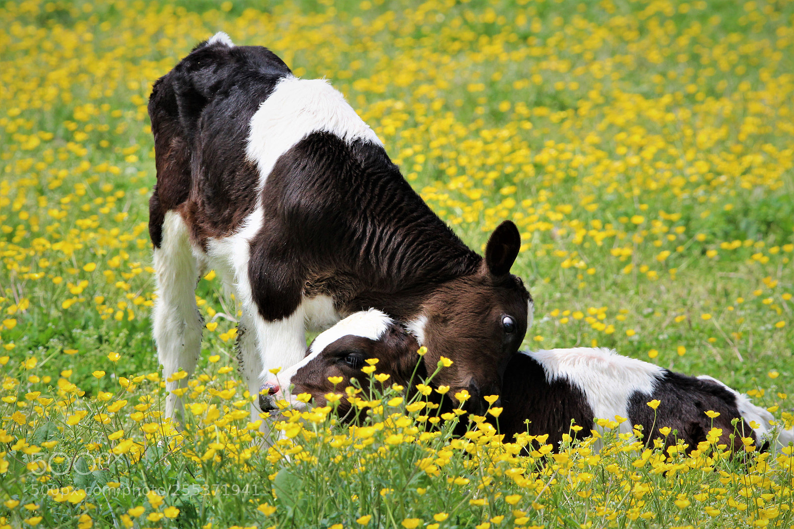 Canon EOS 1200D (EOS Rebel T5 / EOS Kiss X70 / EOS Hi) sample photo. Calves in buttercups photography