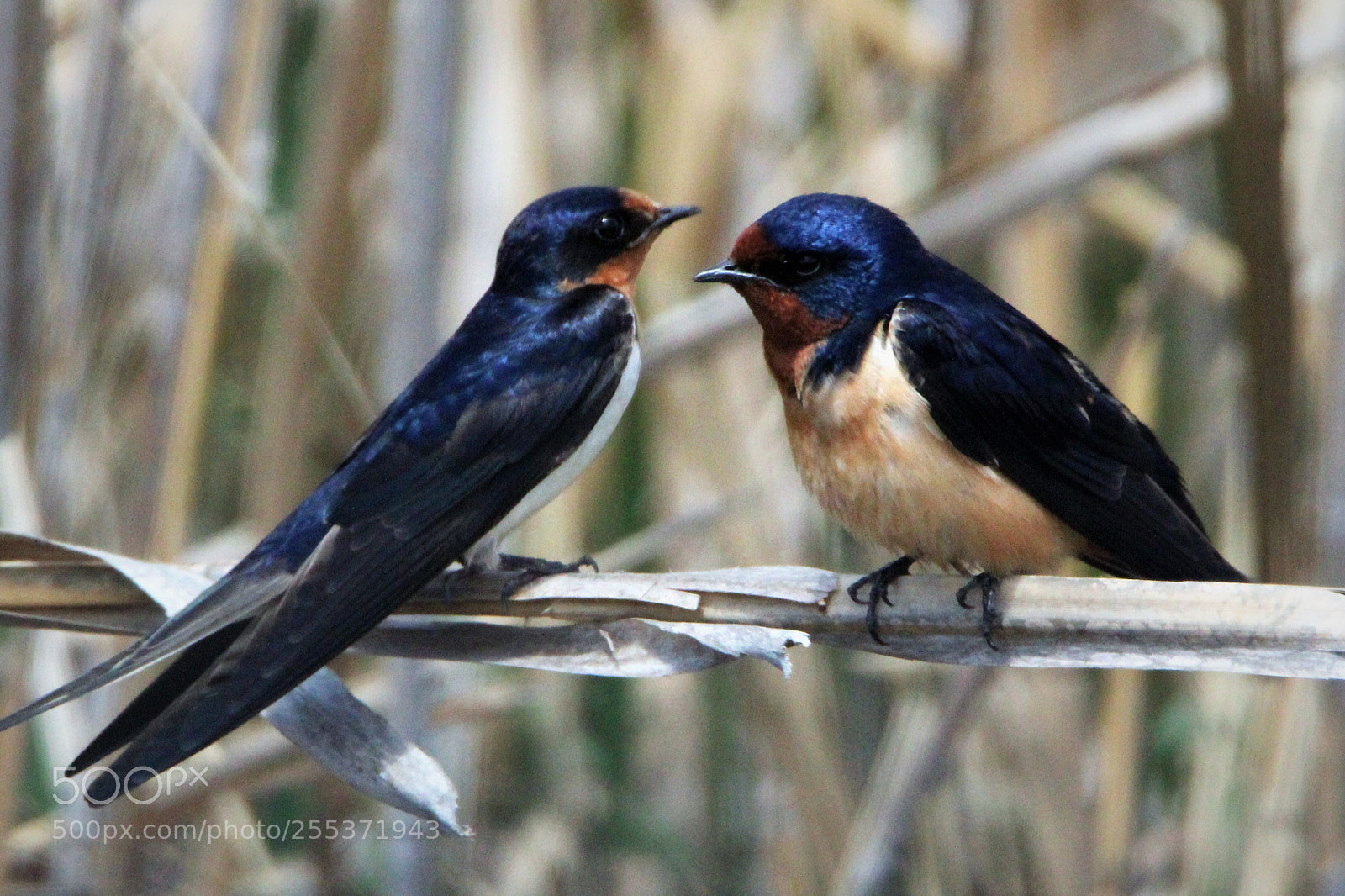 Canon EOS 1200D (EOS Rebel T5 / EOS Kiss X70 / EOS Hi) sample photo. Swallows photography