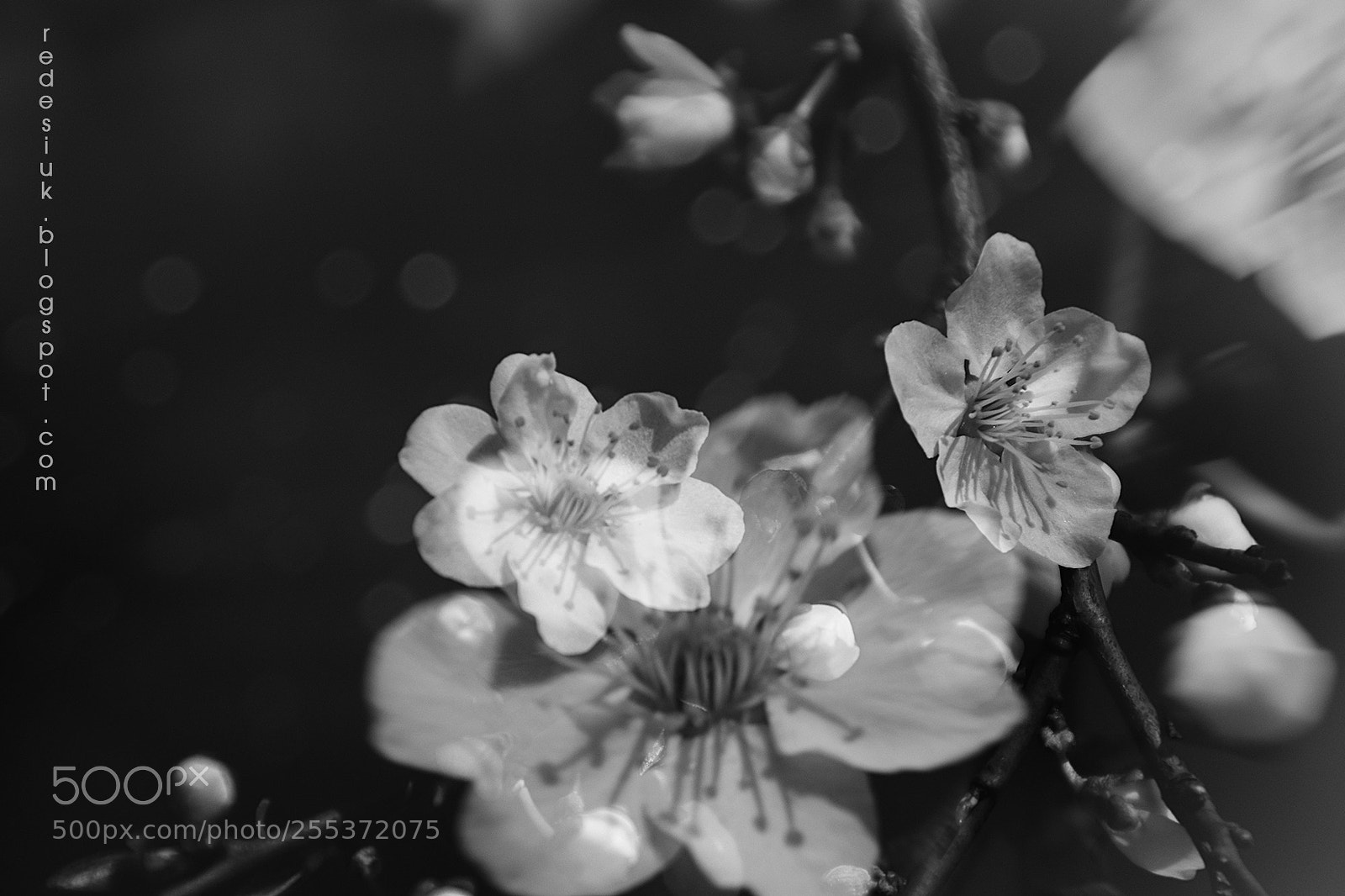 Nikon D5500 sample photo. Http redesiuk.blogspot.com 2018 04 photography