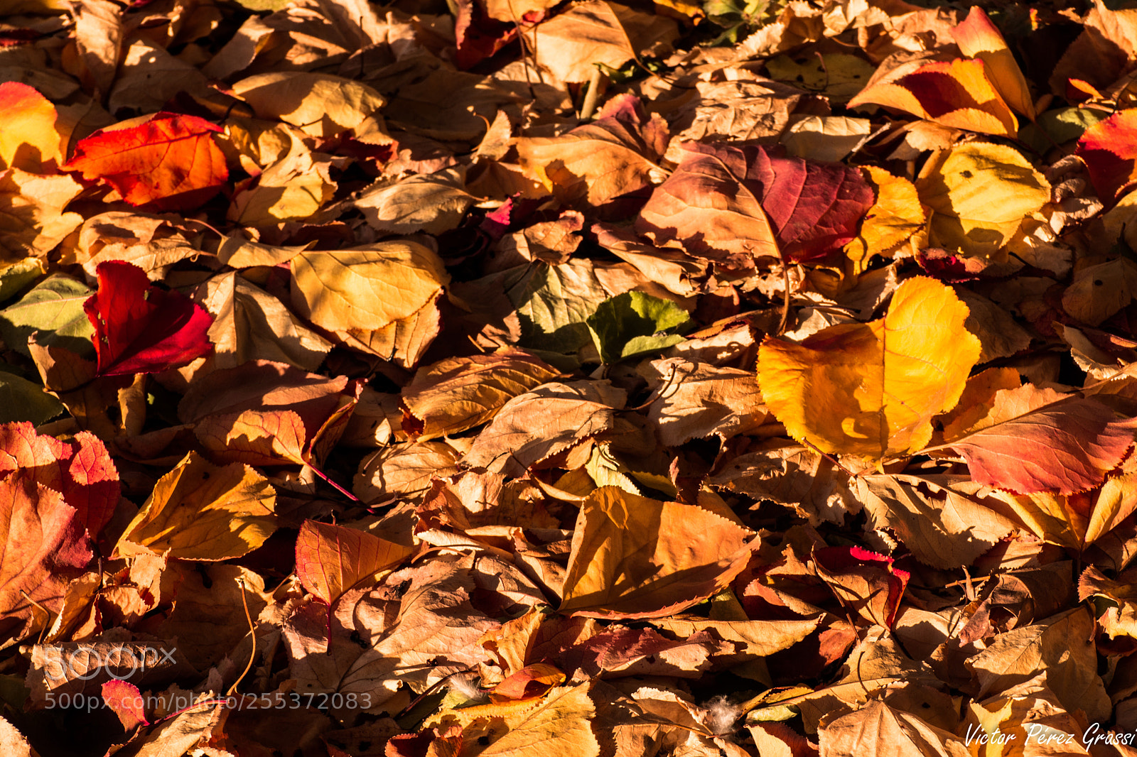 Nikon D7200 sample photo. Autumn in mendoza photography