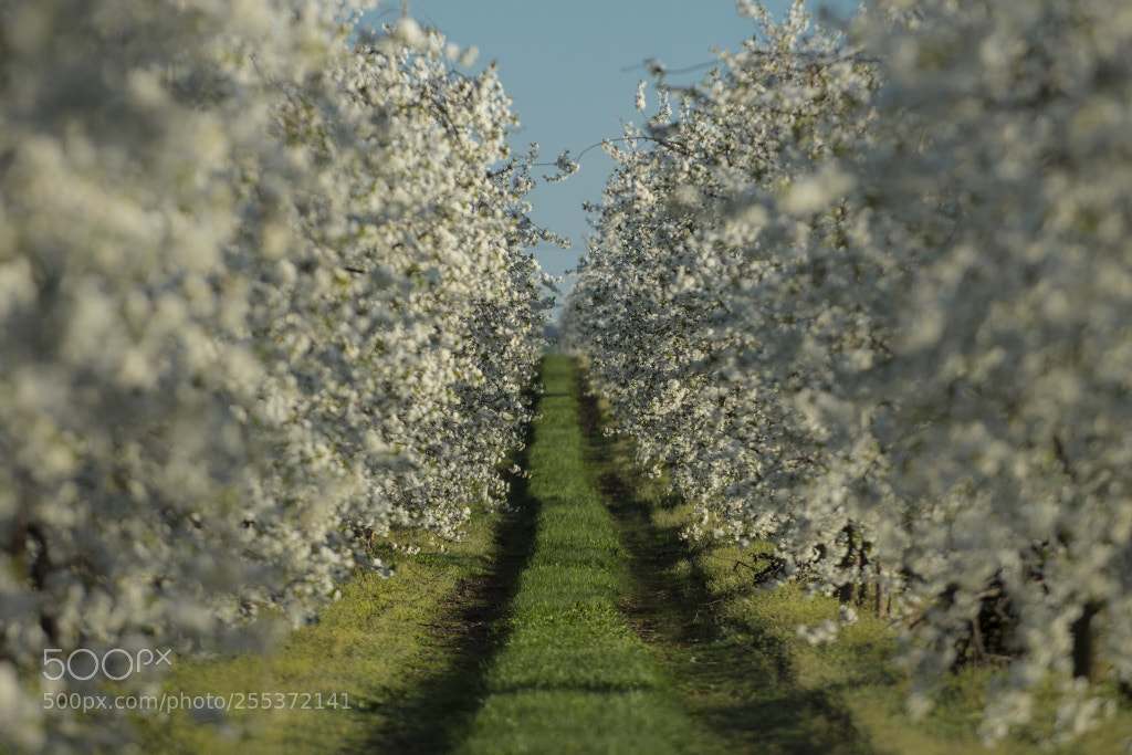 Nikon D500 sample photo. White garden photography