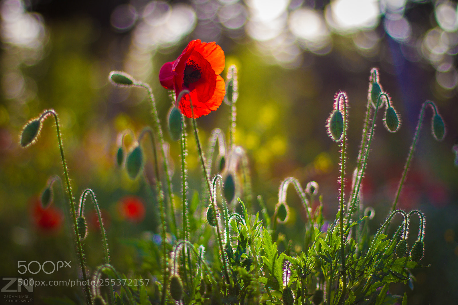 Canon EOS 7D sample photo. Poppy flower photography