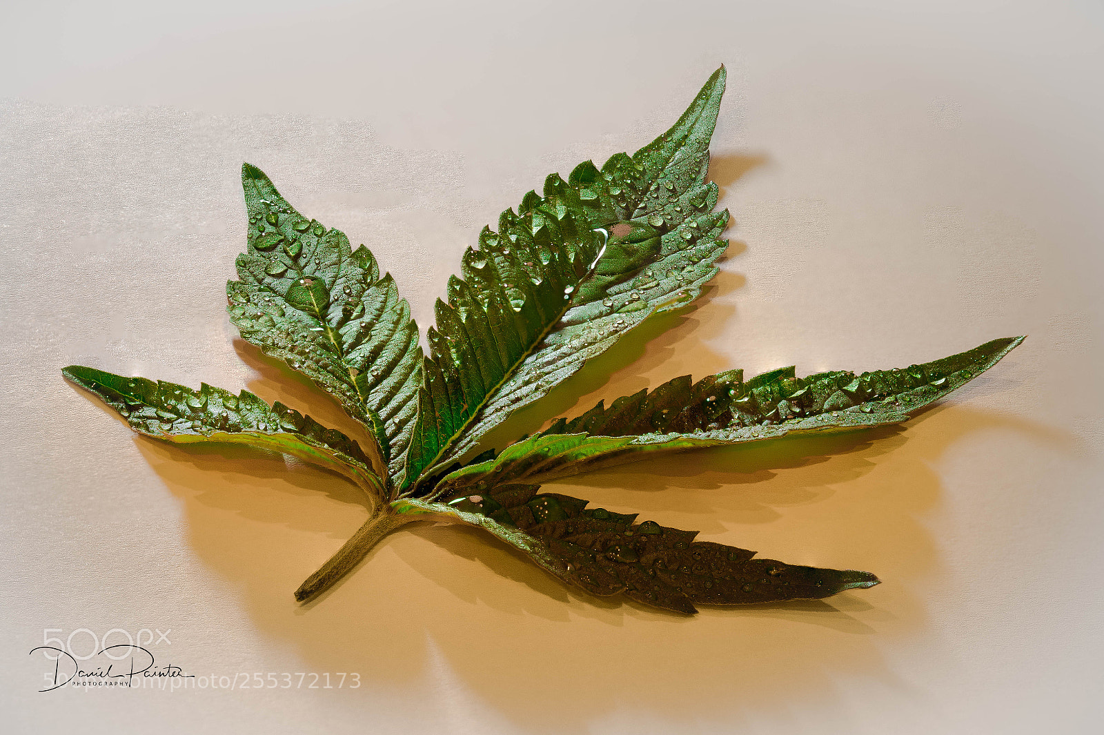 Nikon D5500 sample photo. Wet weed photography