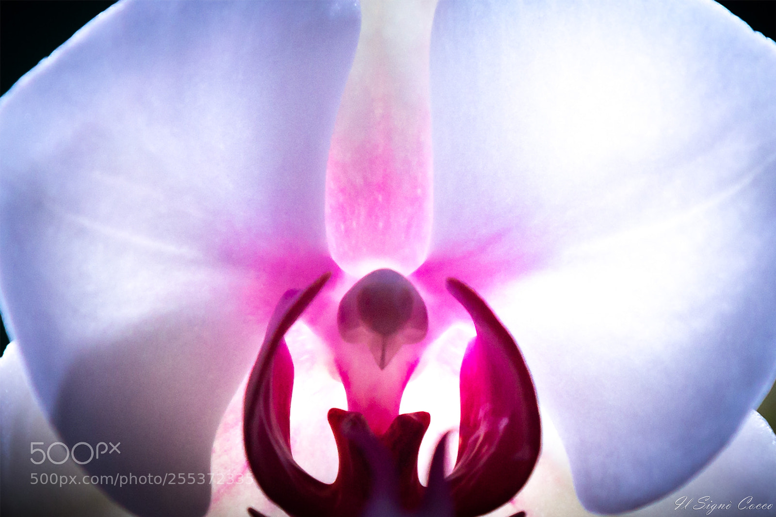 Canon EOS 6D sample photo. An alien life form photography