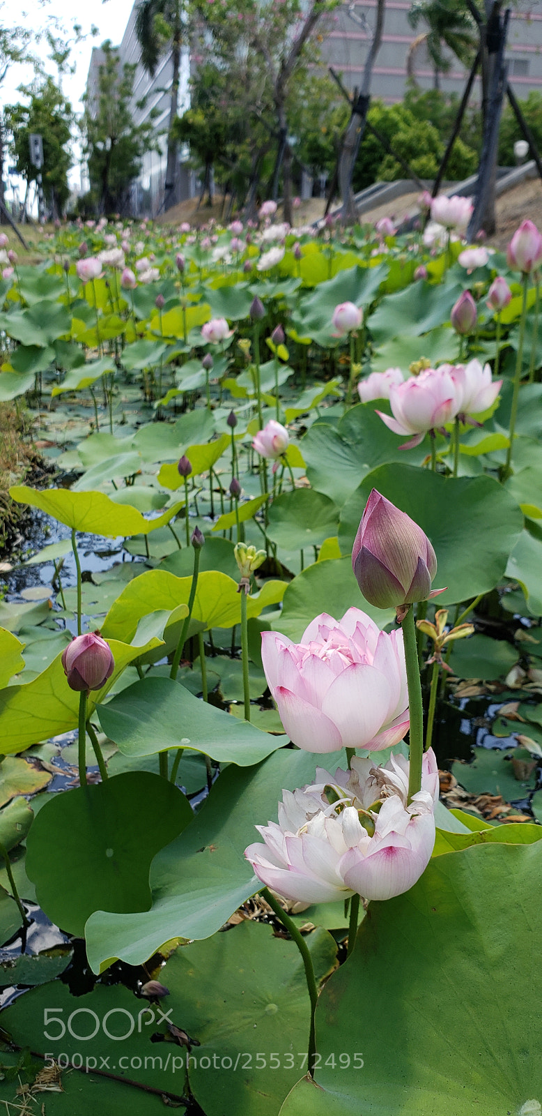 Samsung Galaxy S9+ sample photo. 20180423_135752.jpg photography