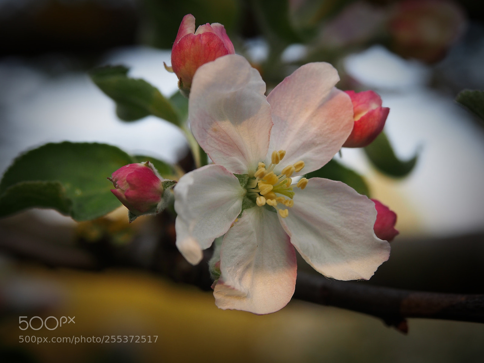 Olympus PEN E-PL5 sample photo. Spring blossom photography