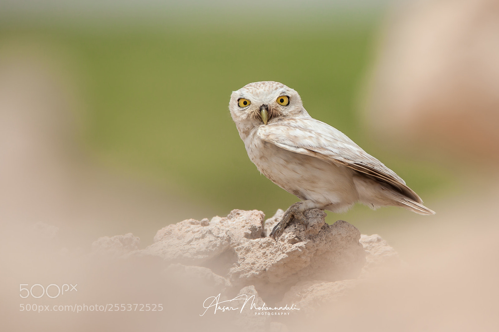 Canon EOS 5D Mark II sample photo. Little owl photography