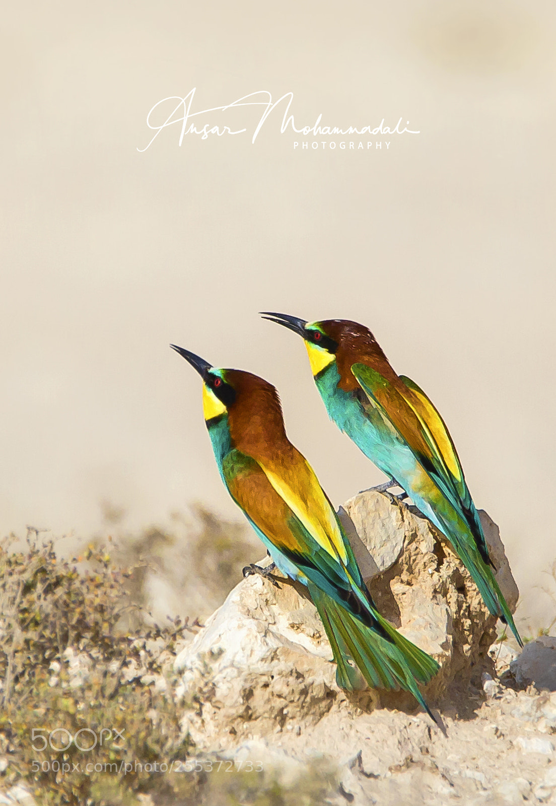 Canon EOS 5D Mark II sample photo. Love birds photography