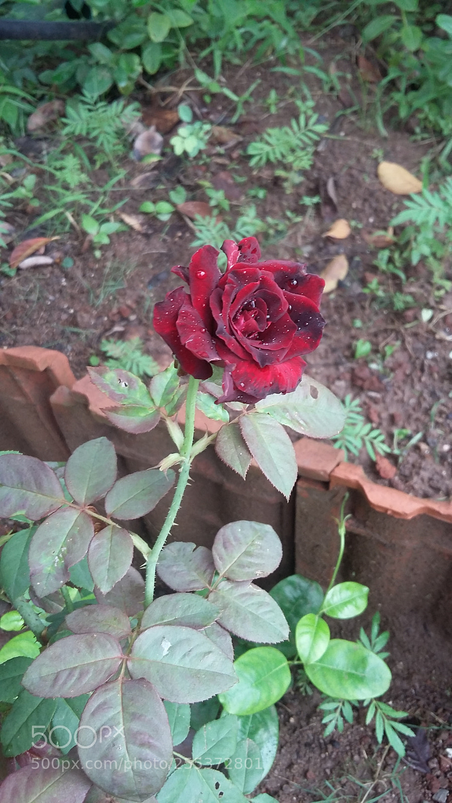 Samsung Galaxy Grand Prime sample photo. 20170718_111431.jpg photography