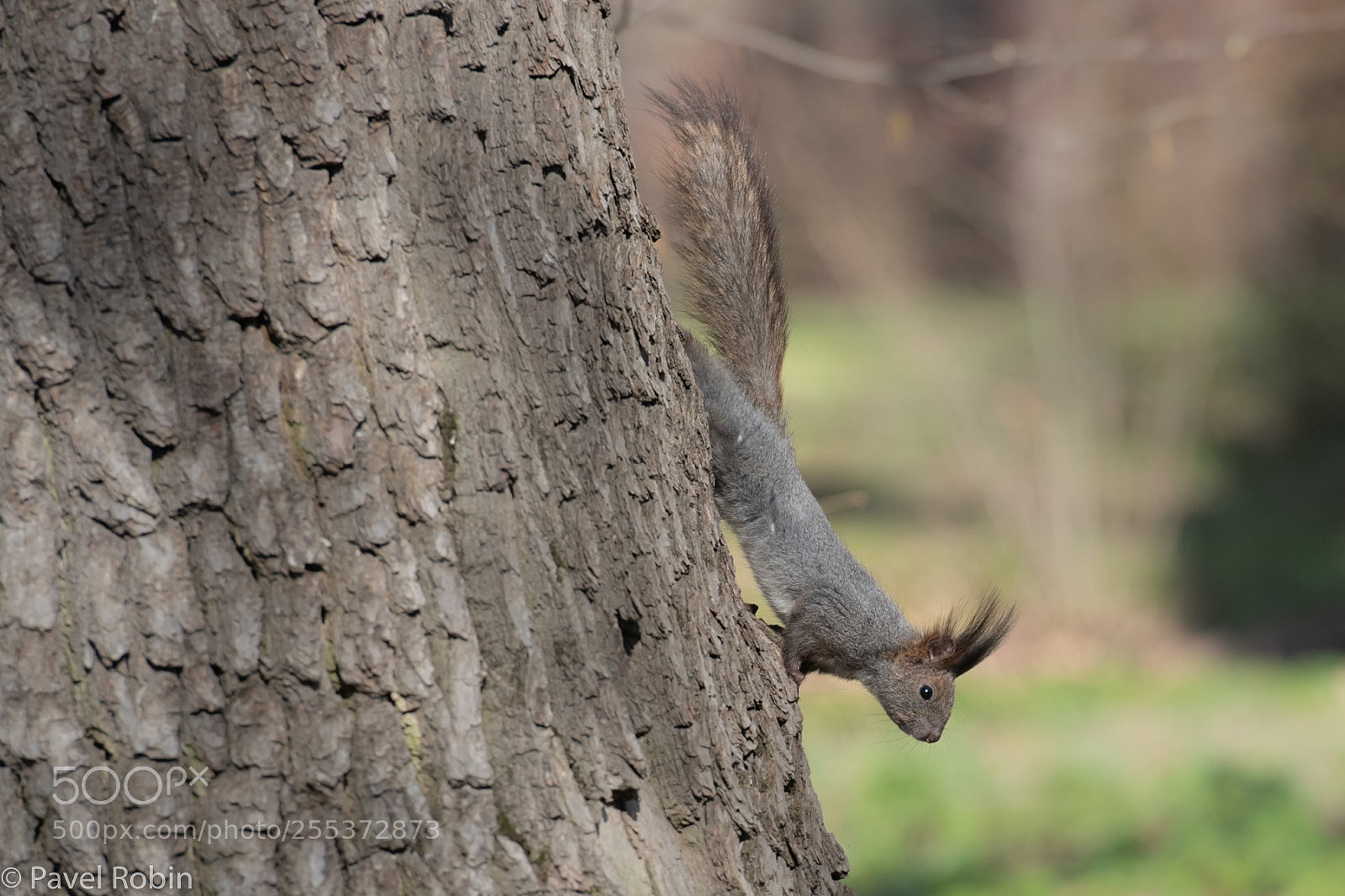 Nikon D5 sample photo. Squirrel photography