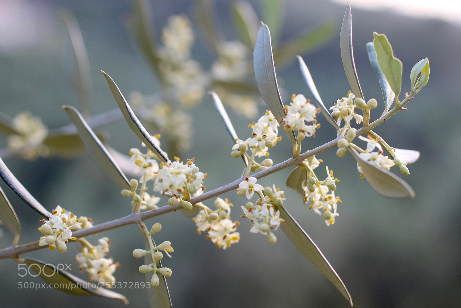 Canon EOS 600D (Rebel EOS T3i / EOS Kiss X5) sample photo. Olive flower photography