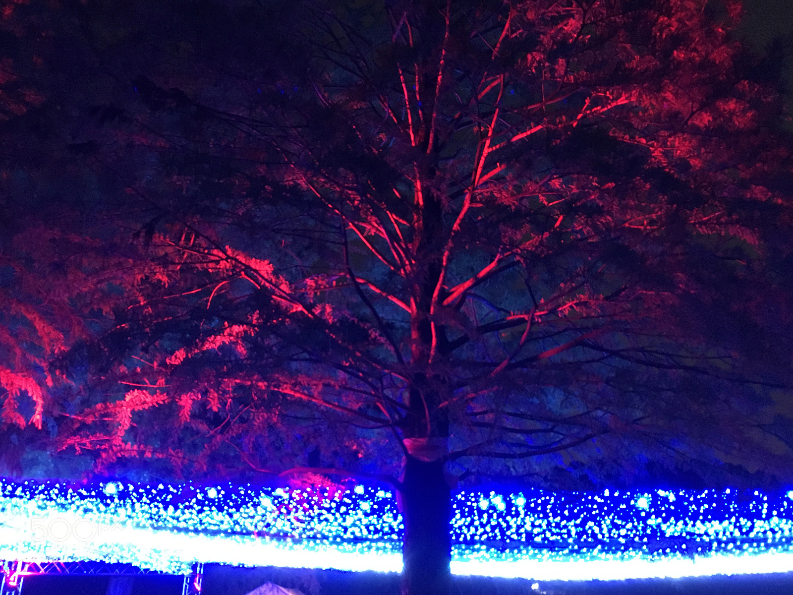 Apple iPhone 6s sample photo. Tree illumination photography