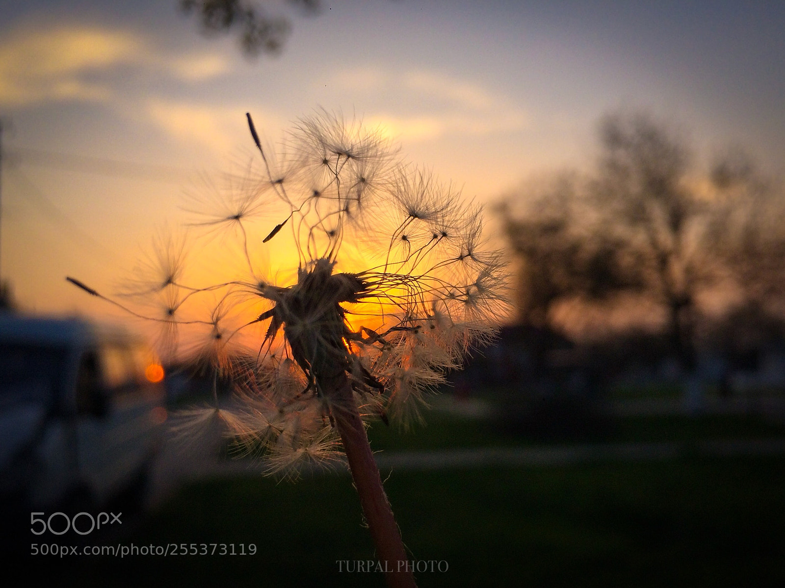 Apple iPhone 5s sample photo. Dandelion  photography