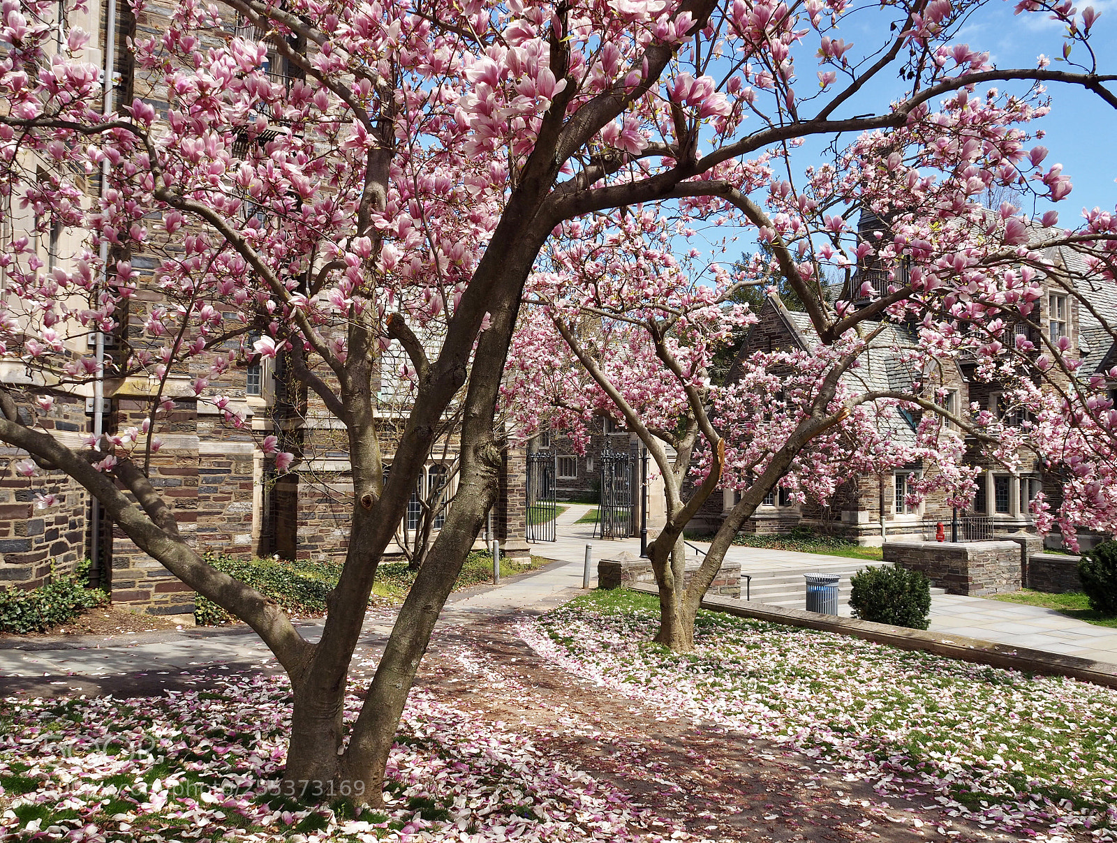 Olympus OM-D E-M10 II sample photo. The magnolias at princeton photography