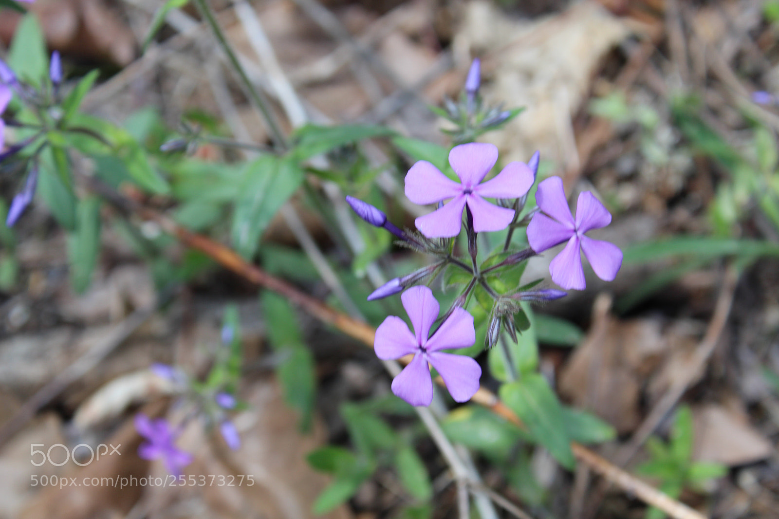 Canon EOS 1300D (EOS Rebel T6 / EOS Kiss X80) sample photo. Spring flowers photography