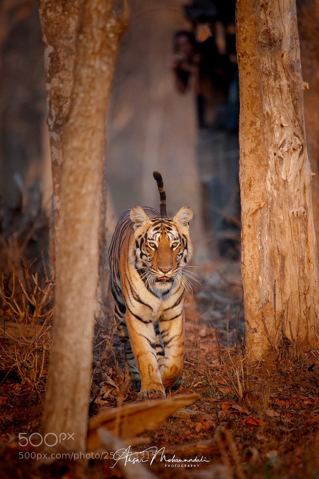 Canon EOS 5D Mark II sample photo. Into the wild photography