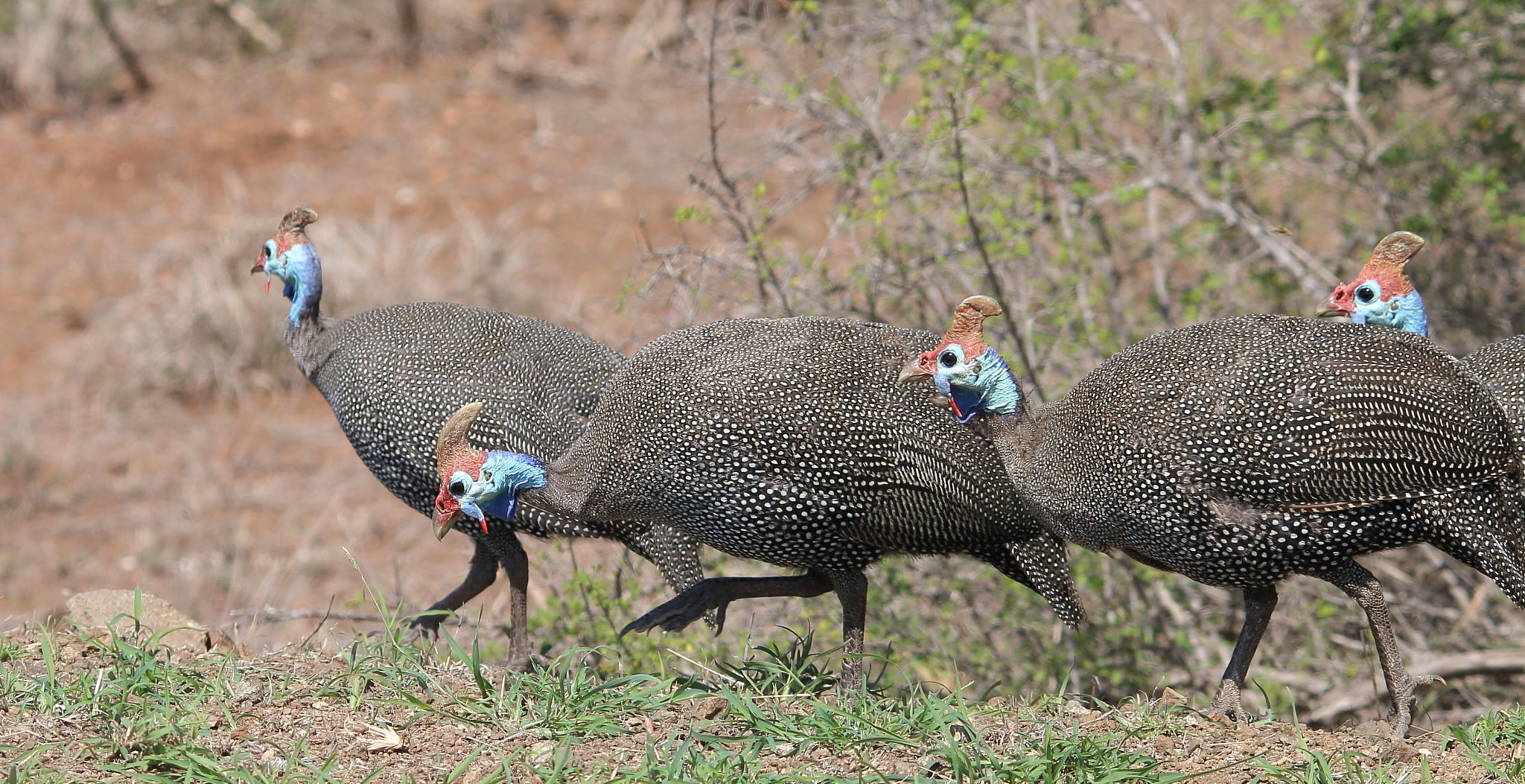 Sigma 150-500mm F5-6.3 DG OS HSM sample photo. Guinea fowl photography