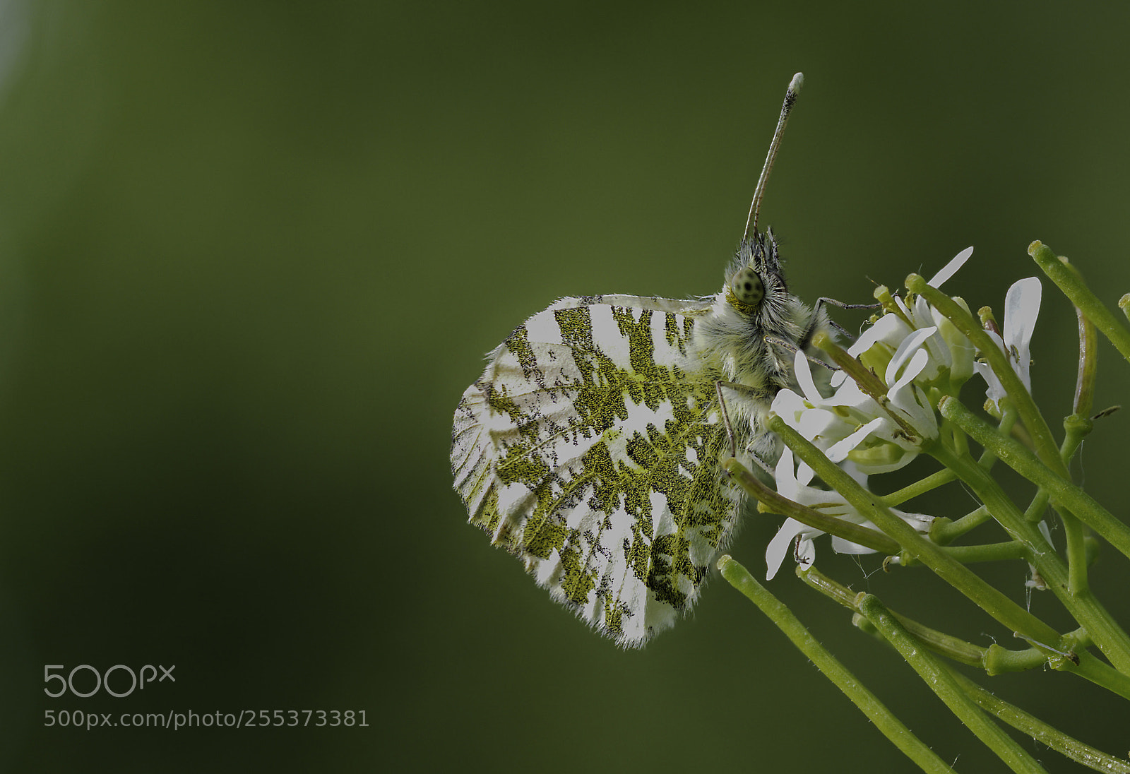 Olympus OM-D E-M1 Mark II sample photo. Anthocharis cardamines photography