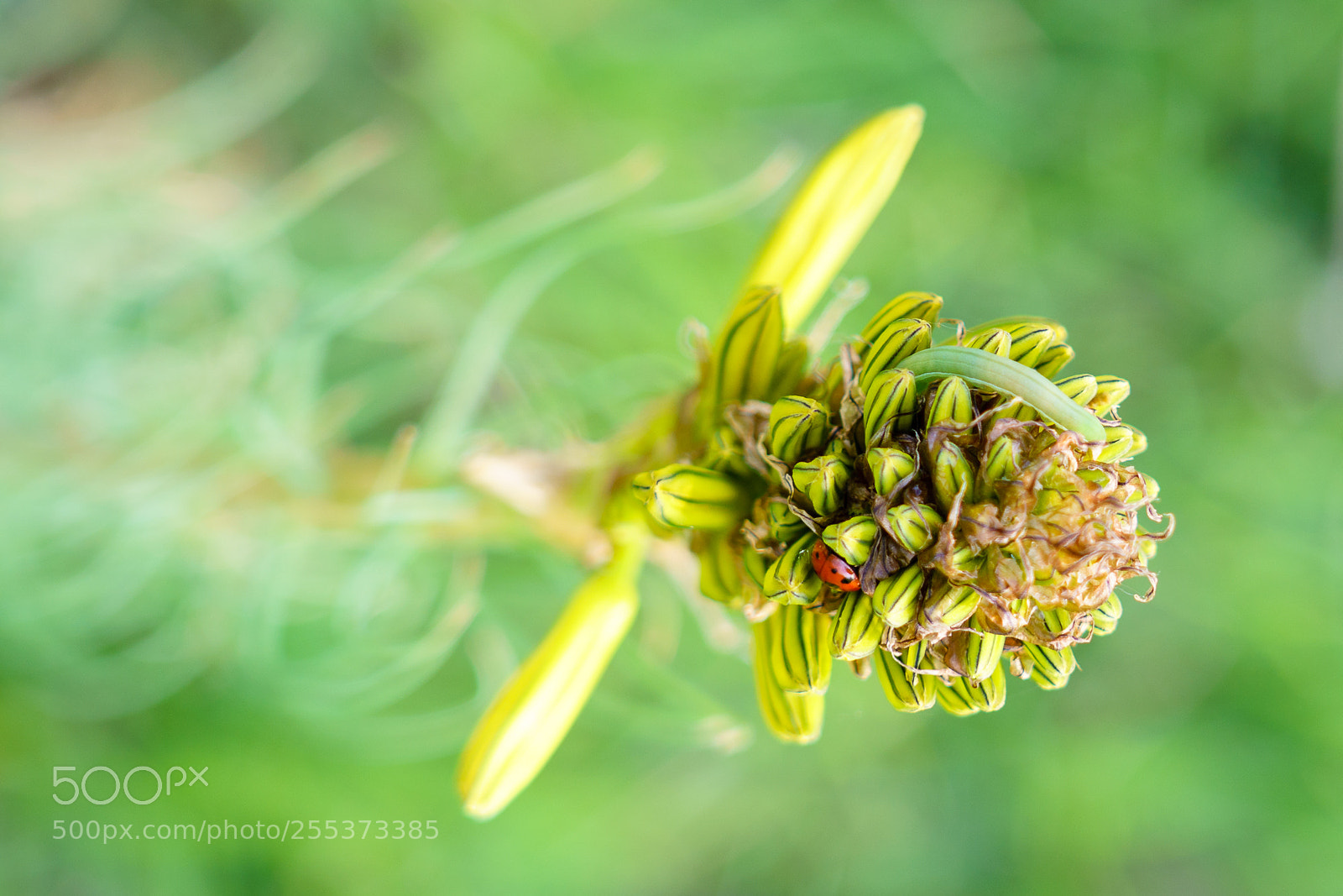 Sony a7R III sample photo. Ladybird photography