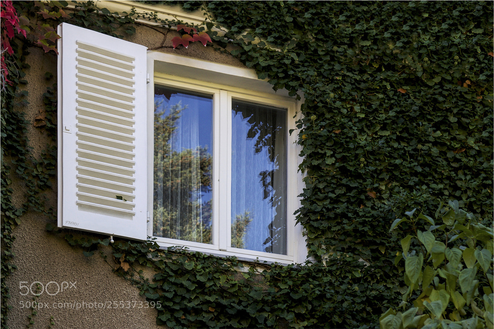 Sony SLT-A55 (SLT-A55V) sample photo. Fenster mit efeu photography