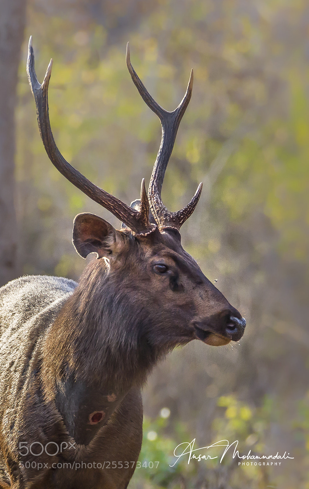 Canon EOS 5D Mark II sample photo. Sambar dear photography
