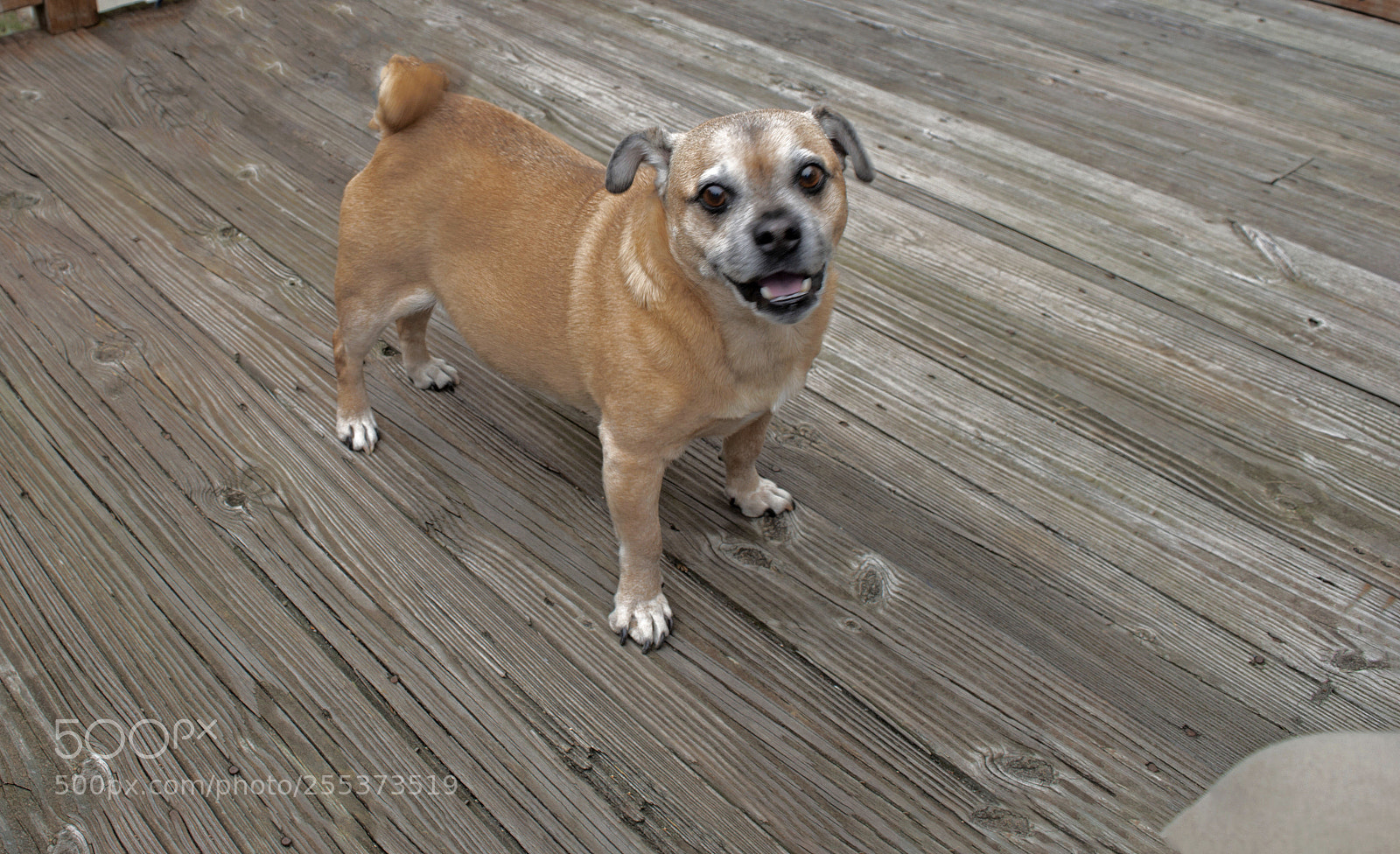 Nikon D3200 sample photo. Coco photography