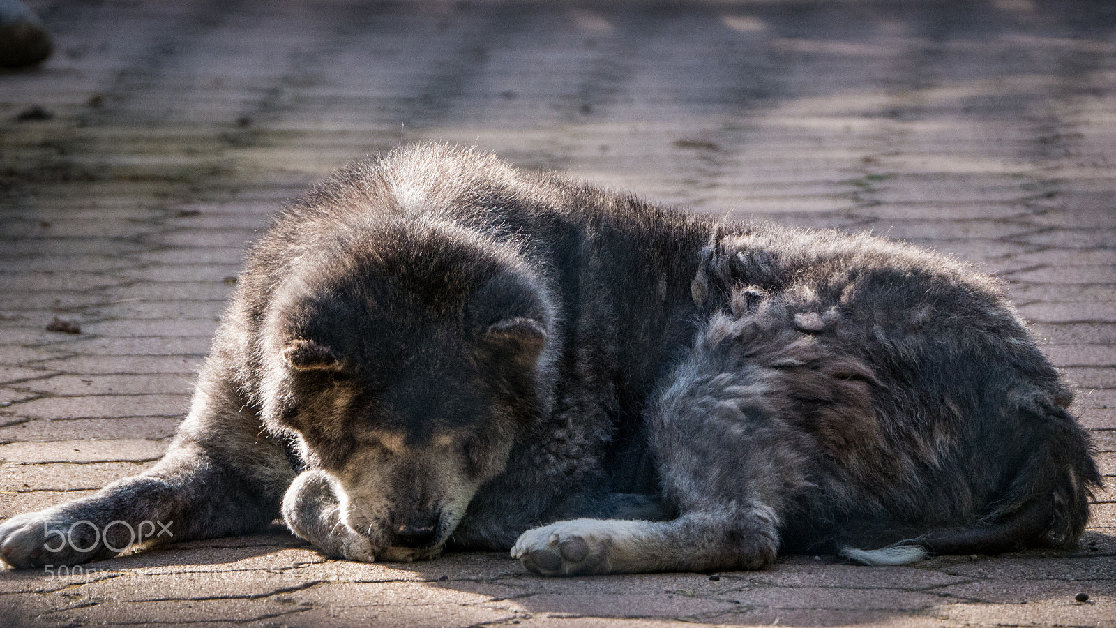 Panasonic Lumix DMC-G85 (Lumix DMC-G80) sample photo. Half bear, half wolf photography