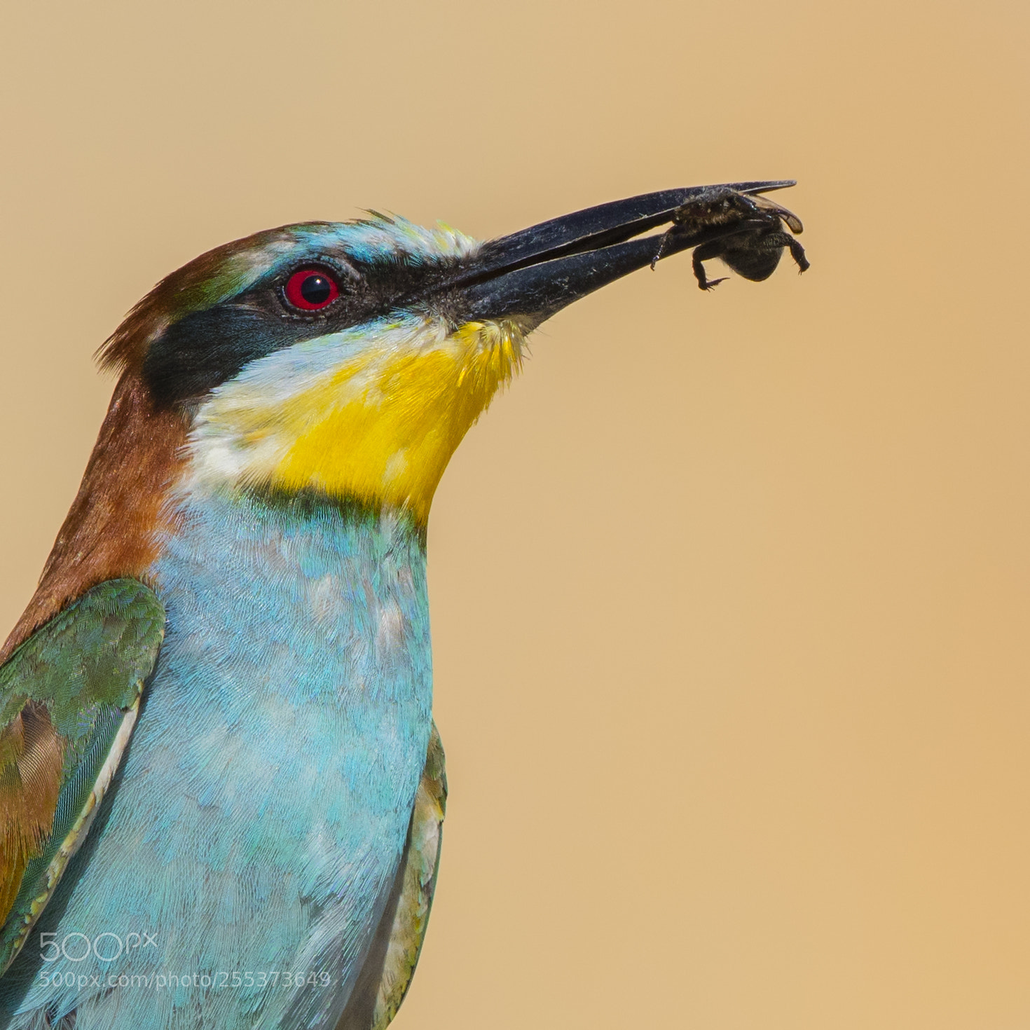 Canon EOS 5DS R sample photo. Bee-eater photography