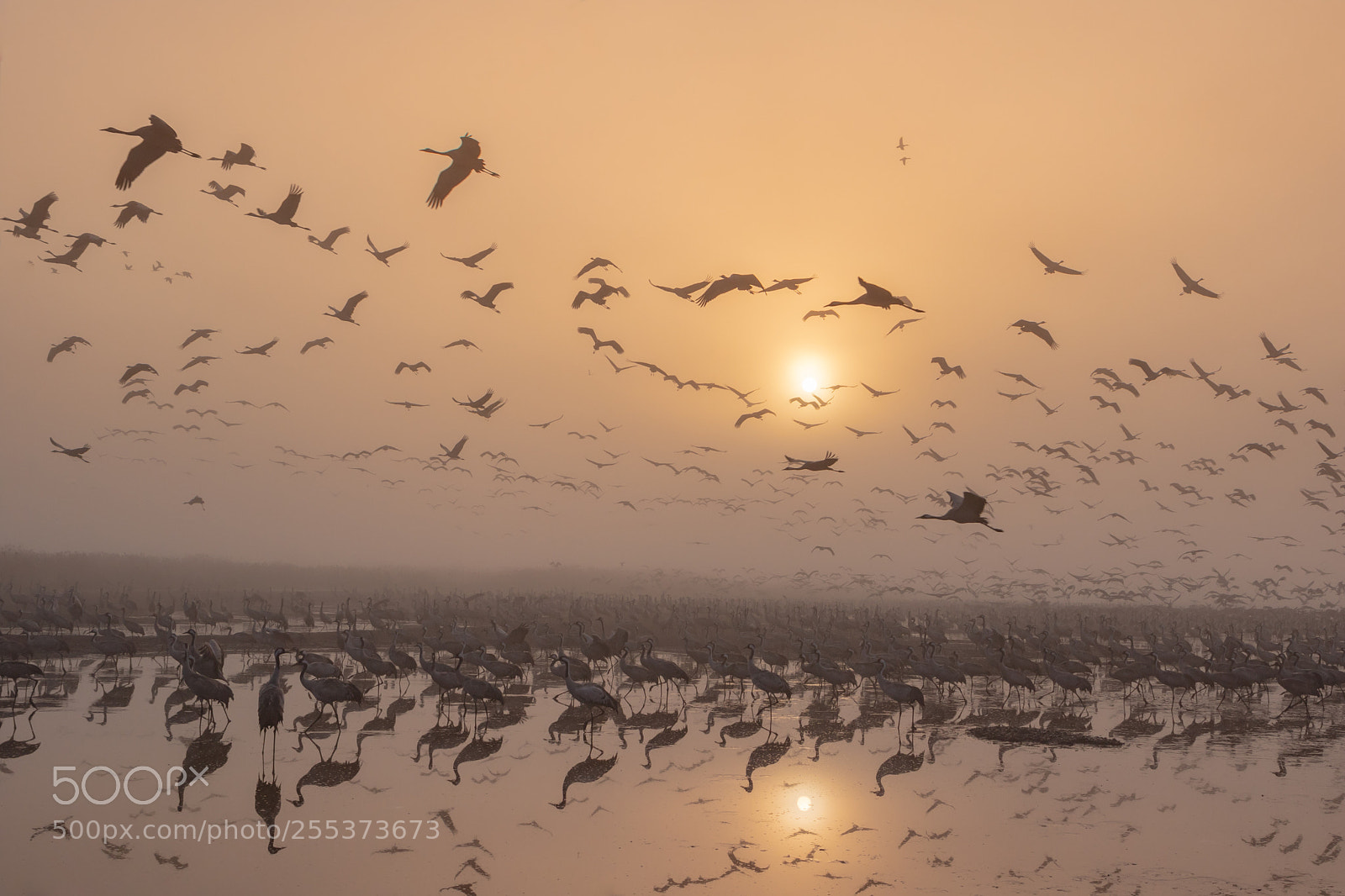 Canon EOS 7D Mark II sample photo. Cranes at sunrise photography