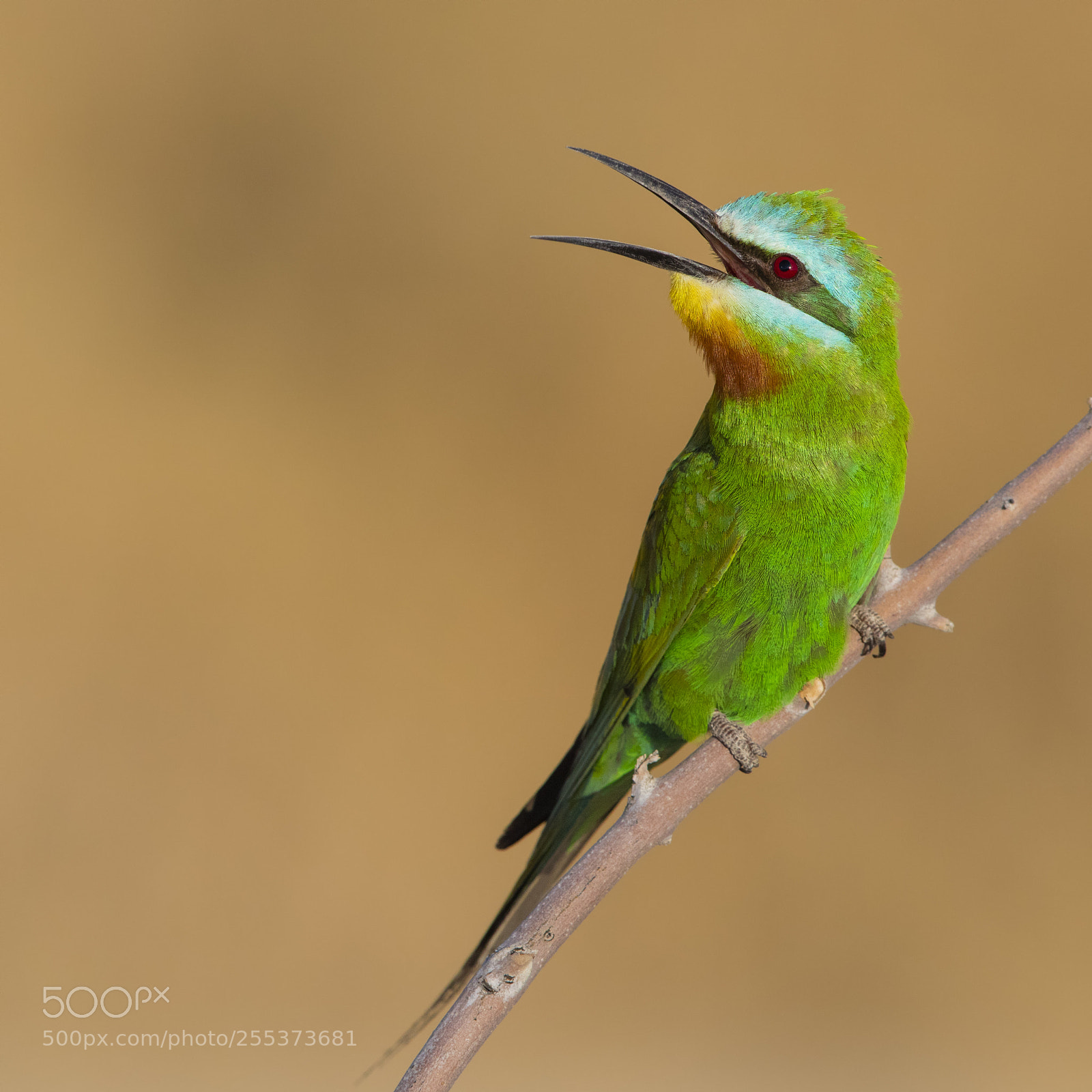 Canon EOS 5DS R sample photo. Bee-eater photography