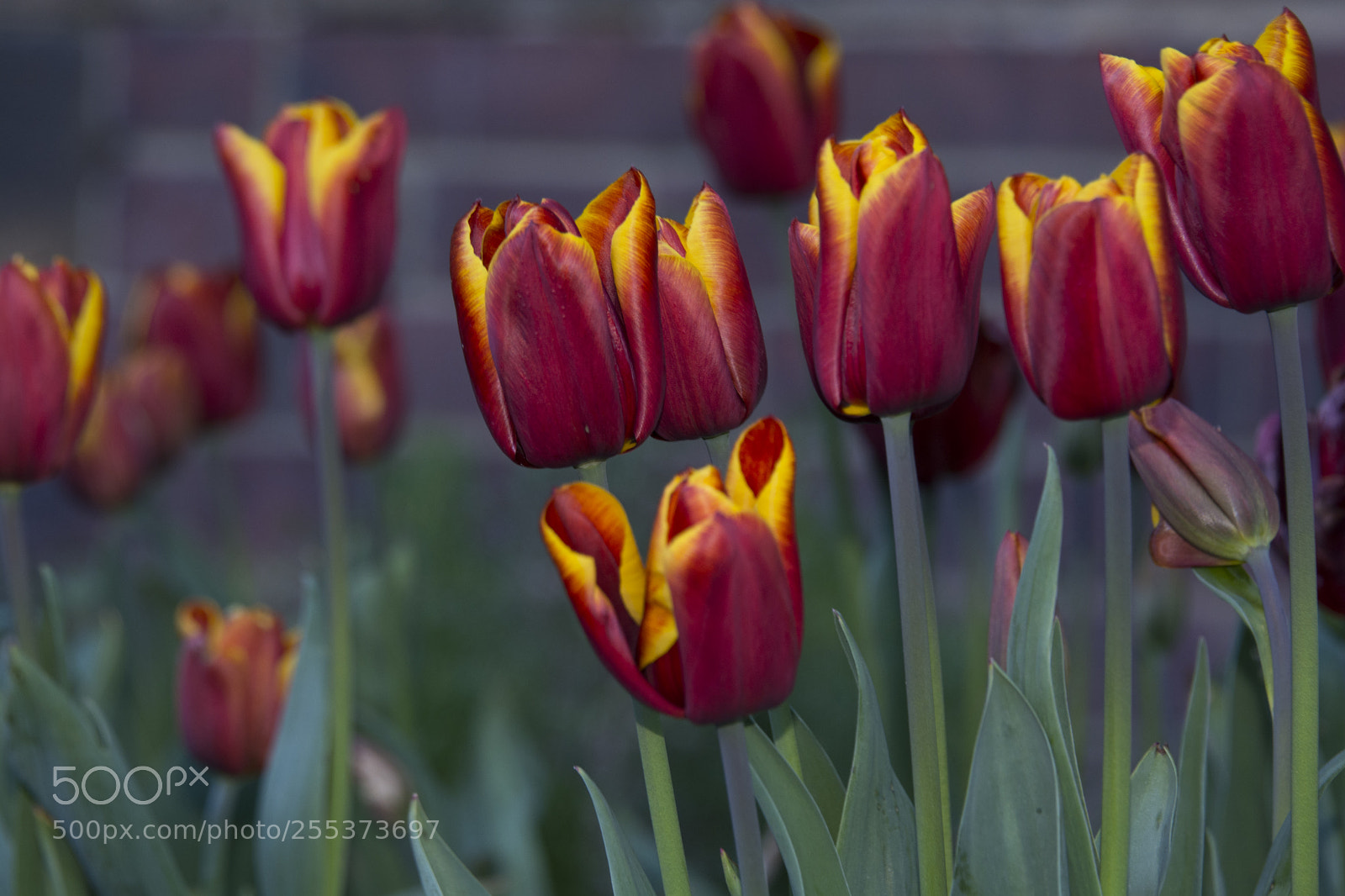 Nikon D7100 sample photo. Jpg photography