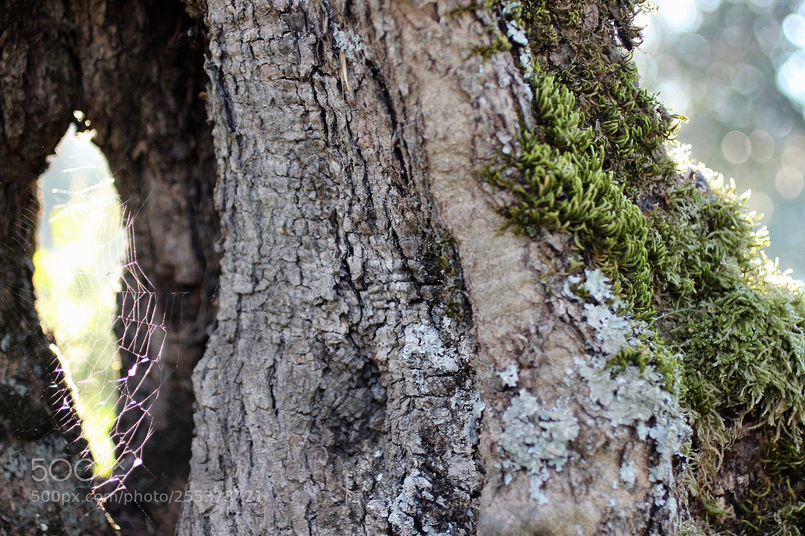 Canon EOS 600D (Rebel EOS T3i / EOS Kiss X5) sample photo. Olive tree trunk photography