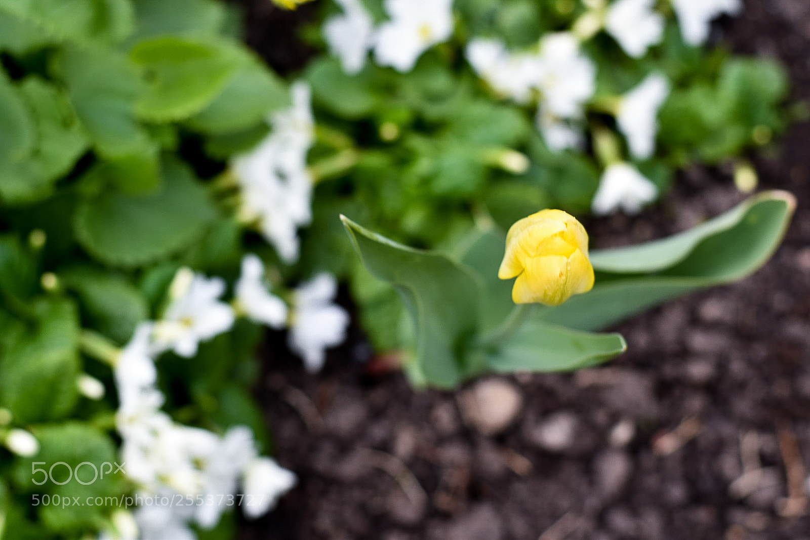 Nikon D5600 sample photo. Spring photography