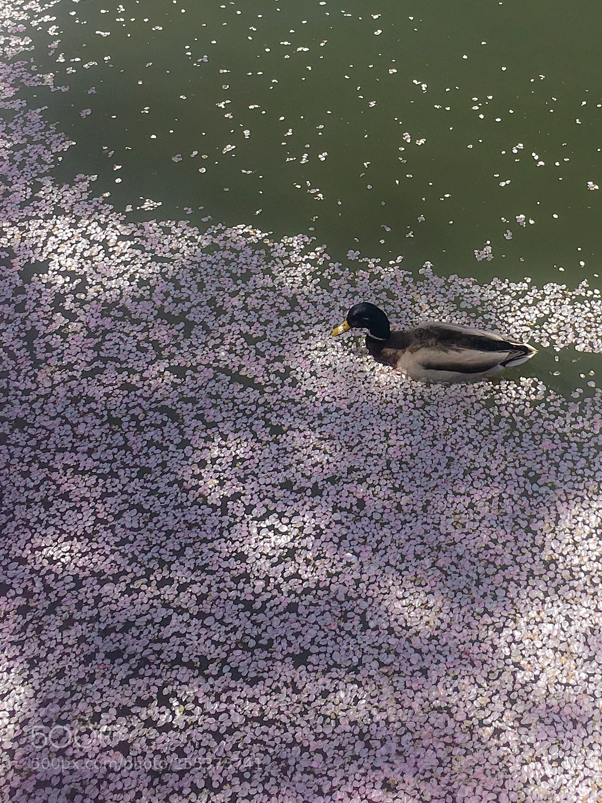 Apple iPhone 6s sample photo. Sakura petals, duck, and photography