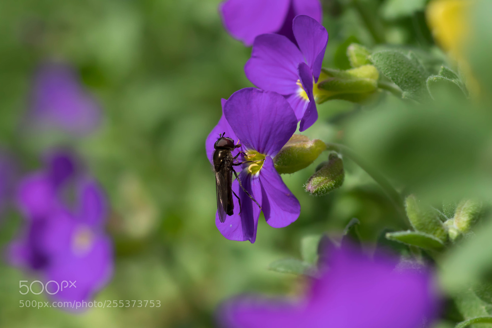 Canon EOS 80D sample photo. Hoverfly photography