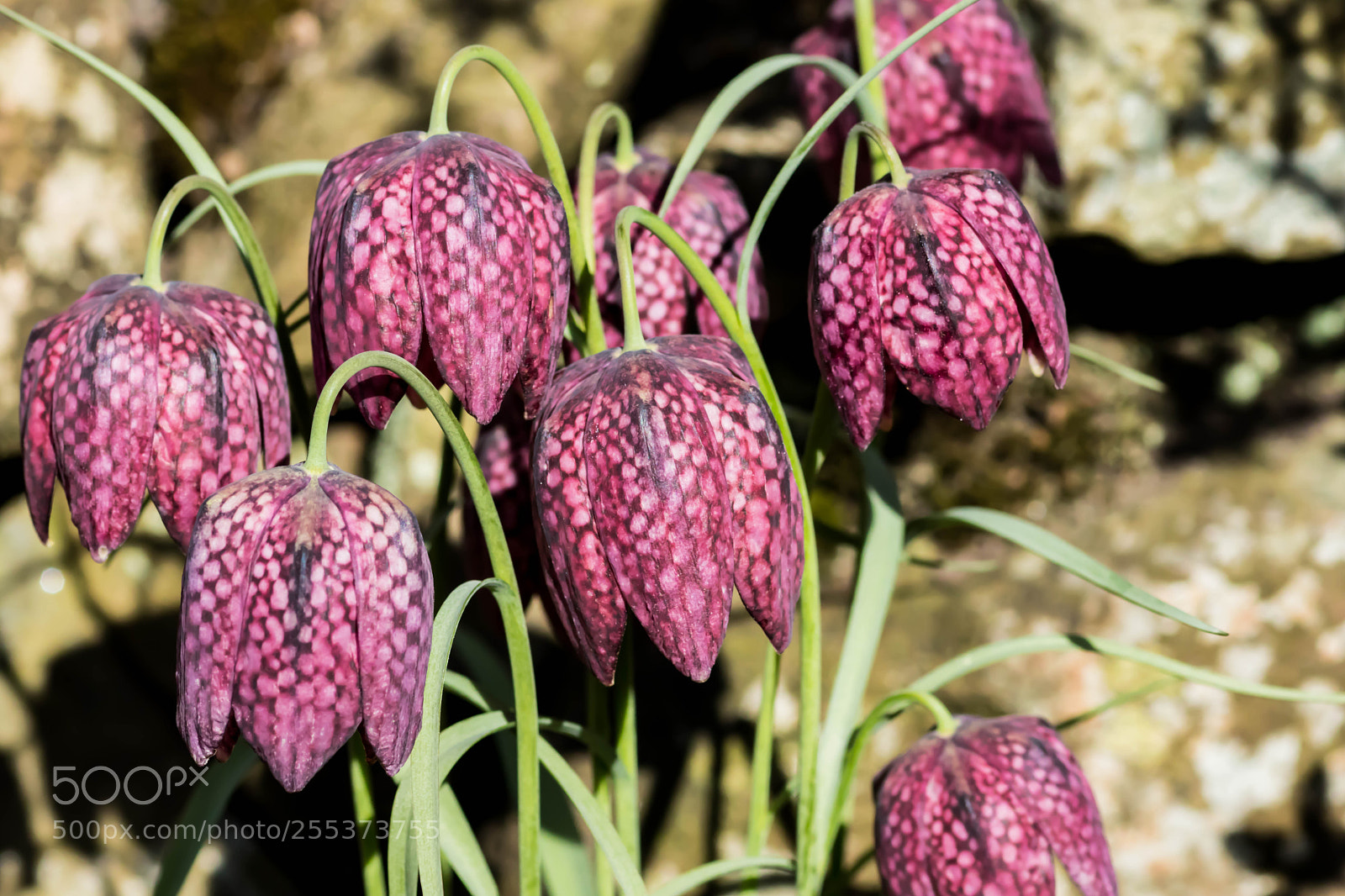 Canon EOS 80D sample photo. Fritillaria photography