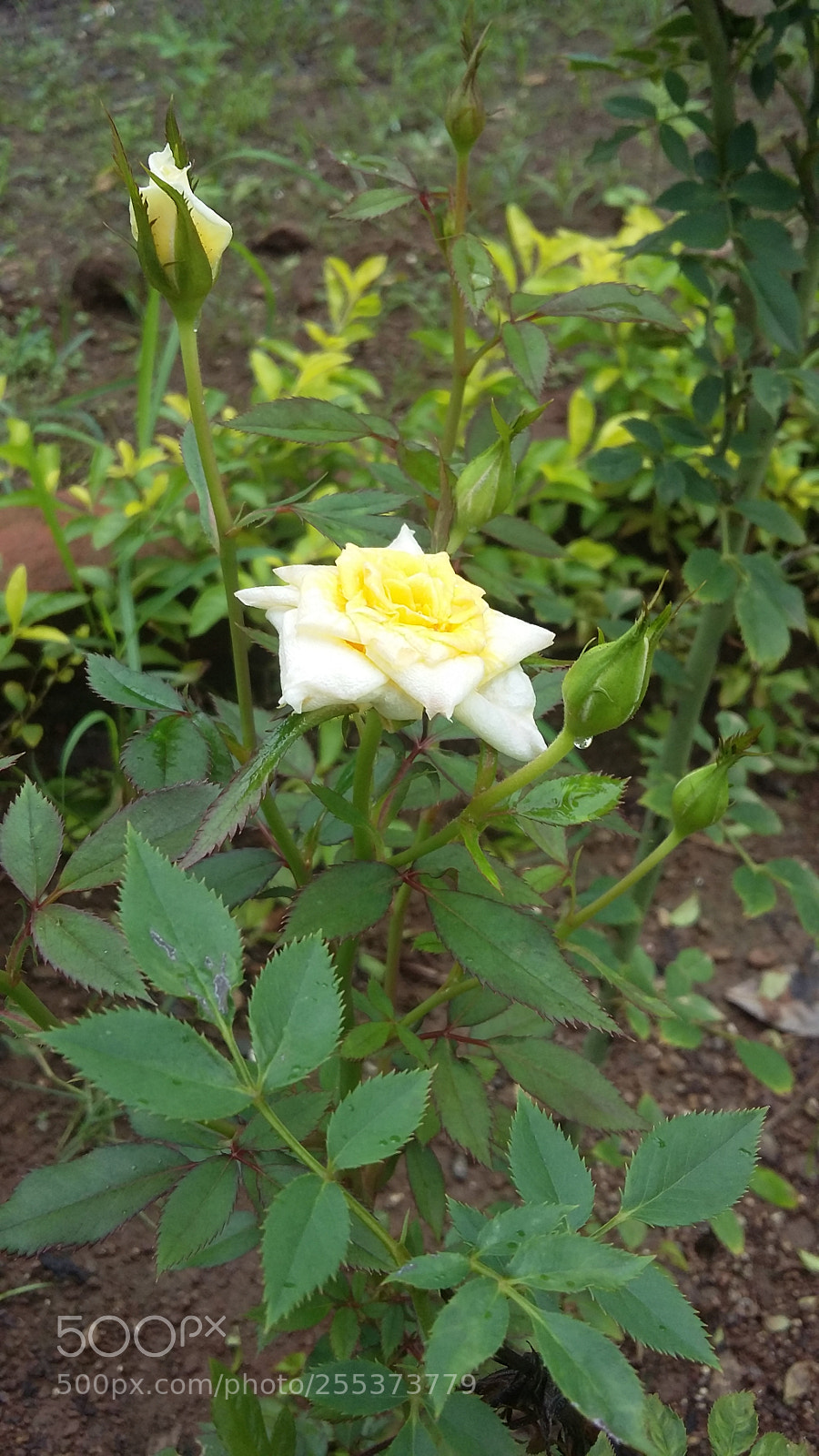 Samsung Galaxy Grand Prime sample photo. Untitled photography
