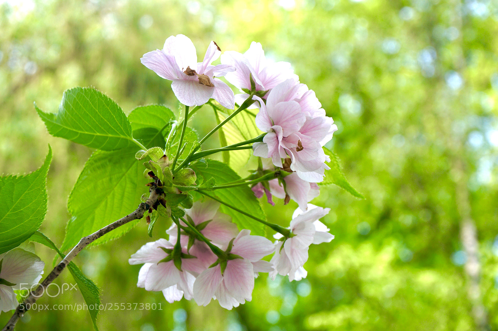 Sony a6000 sample photo. Spring photography