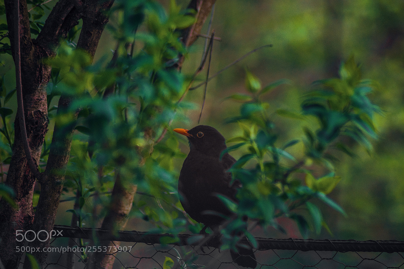 Nikon D3300 sample photo. Spring and birds photography