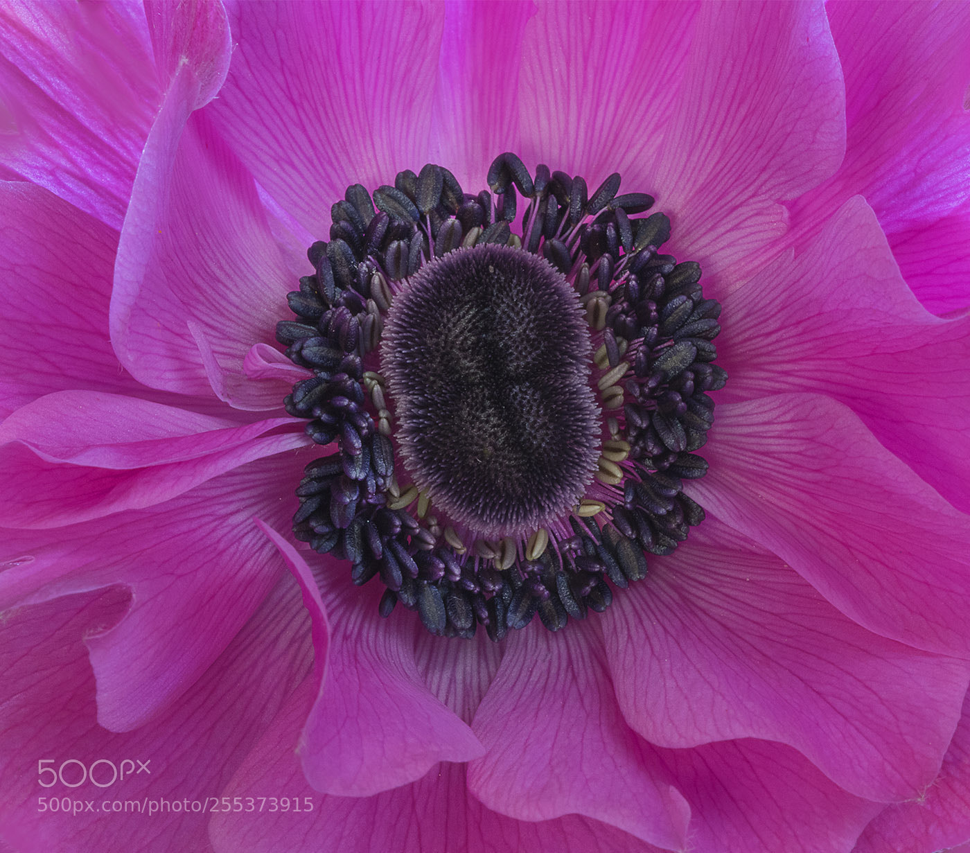 Canon EOS 7D Mark II sample photo. Anemone de caen photography