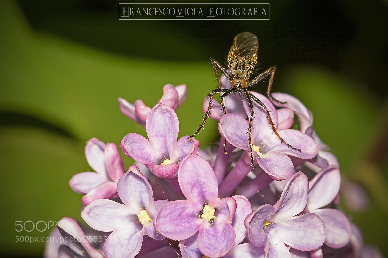 Nikon D7100 sample photo. Insect on flowers photography