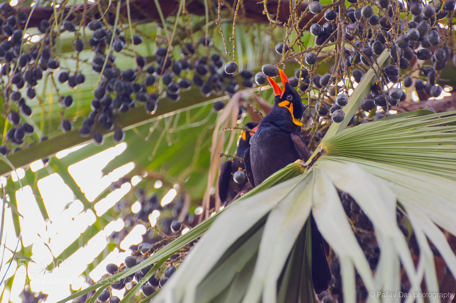 Nikon D5300 sample photo. Hill myna photography