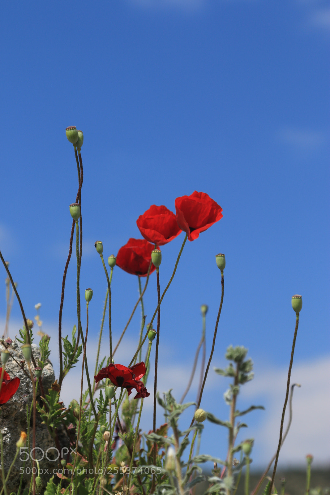 Canon EOS 70D + Canon EF 24-105mm F4L IS USM sample photo. Poppy photography