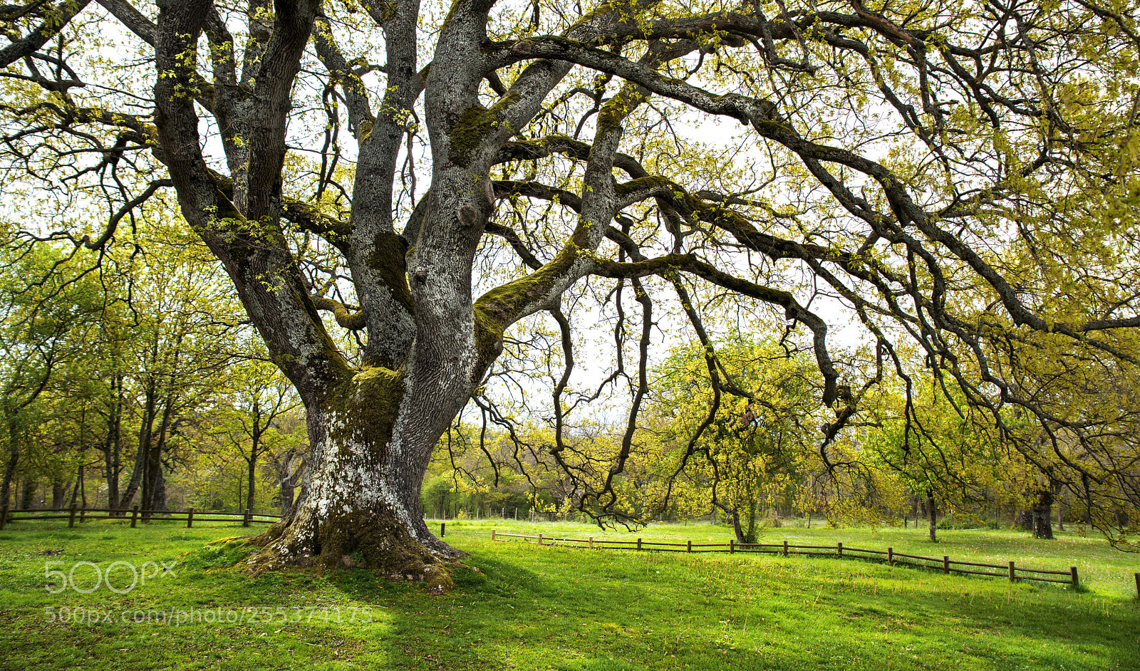 Nikon D810 sample photo. 600 years of life photography