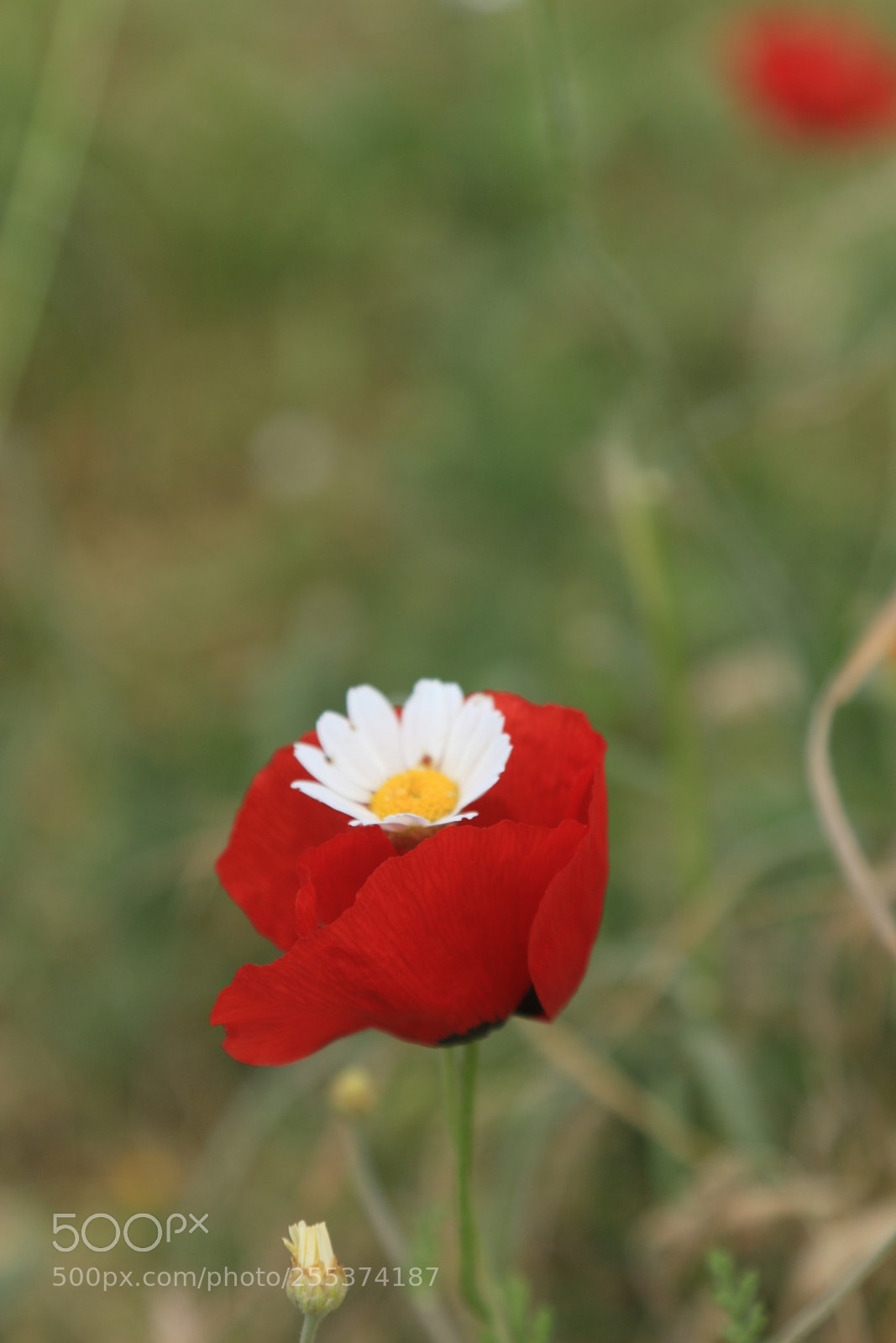 Canon EOS 70D + Canon EF 24-105mm F4L IS USM sample photo. Poppy and daisy, love photography