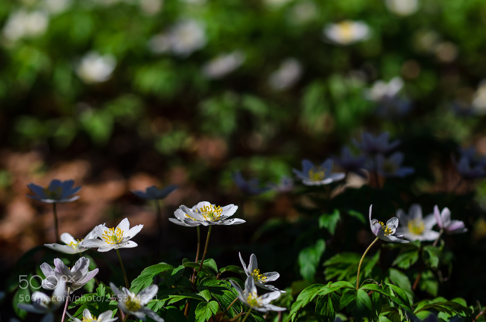 Nikon D7000 sample photo. Wood anemones photography
