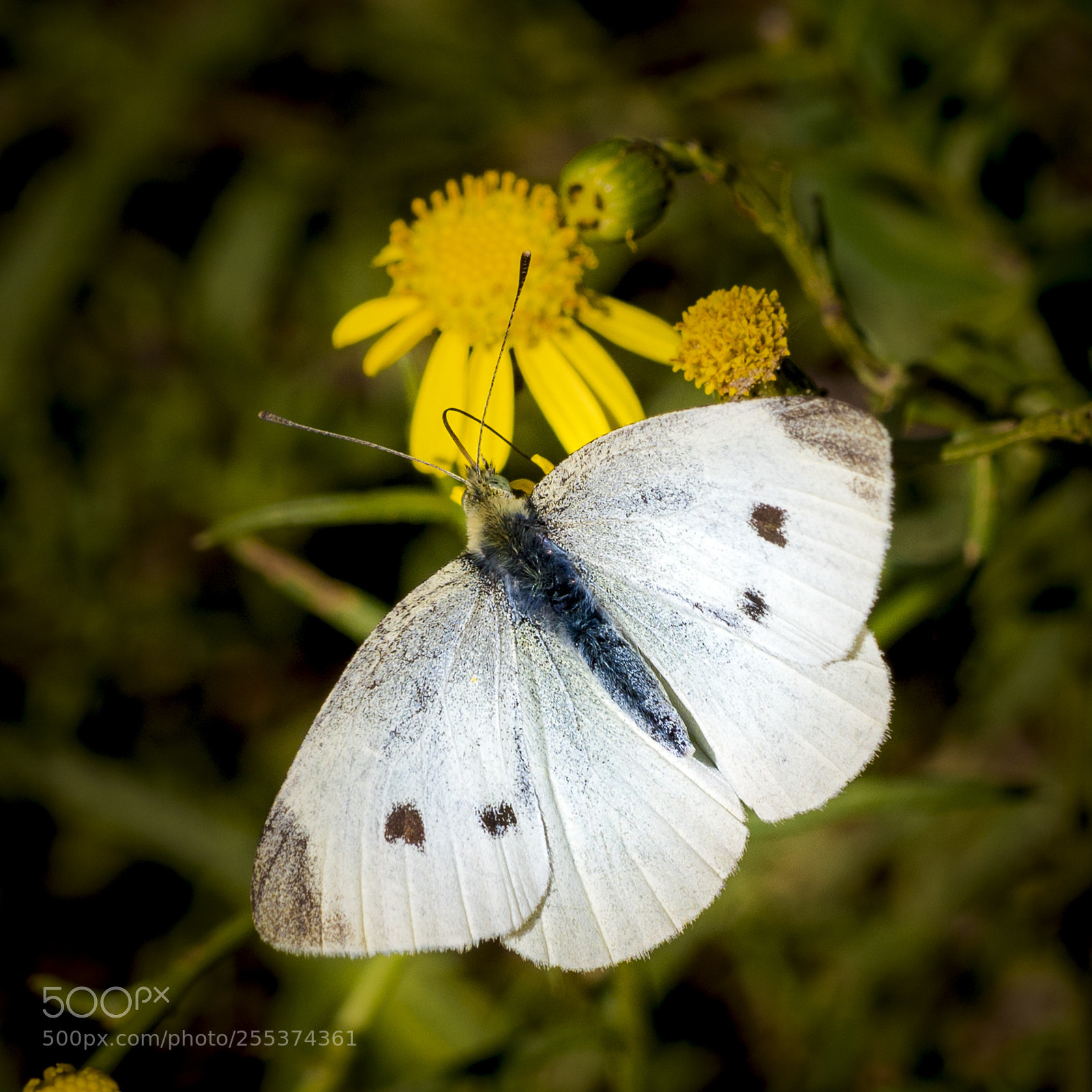 Nikon D500 sample photo. Pieris rapae photography